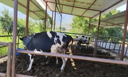 Muğla’da şap alarmı: 11 mahalle karantinaya alındı