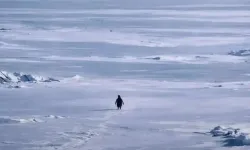 Antarktika’daki penguen değil, modern insan yalnız