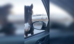 Antalya’da trafikte şaşırtan anlar: At yolu kapatıp yiyecek istedi!