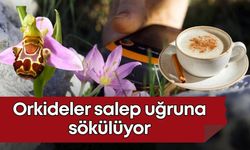 Antalya'da orkideler salep uğruna sökülüyor