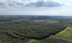 '81 İlde 81 Orman' projesi Antalya'da! 20 bin fidan dikildi