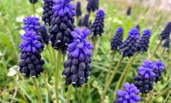 Toroslar’da müşkülüm (muscari) zamanı...