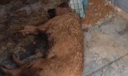 Burdur Bucak’ta barınak skandalı! Belediye personeli görevden uzaklaştırıldı