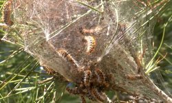 Piknikçilere uyarı! Çam ağaçlarının altında gizli tehlike