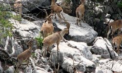 Akseki'de kar bastırdı, yaban keçileri köye indi