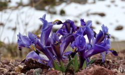 Toros yaylalarında ilkbahar canlandı: Sarıçiğdem ve sümbüller açtı