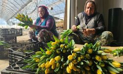 Antalya’da topraksız tarımla 500 bin lale üretiliyor