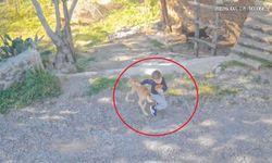 Gazipaşa'da sokak köpeği, 7 yaşındaki çocuğu hastanelik etti