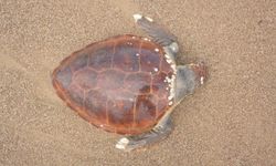 Manavgat'ta ölü caretta caretta görüldü