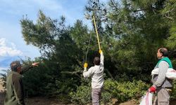 Marmaris’te çam kese böceğiyle doğa dostu mücadele