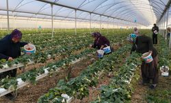 Mersin çileği tezgahta: Kilosu 160 liraya kadar çıktı