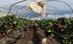 Mersin’de 175 dönüm hortumla zarar gördü