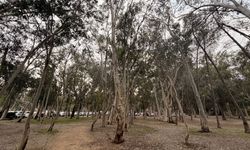 Okaliptüs ağaçları su kaynaklarını tehdit ediyor