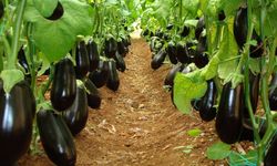 Antalya’da patlıcanın kilosu 500 TL’ye kadar çıktı: Marketler alımı durdurdu