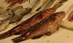 Mersin'de Hint Okyanusu'ndan gelen Portakal Benekli Lagos satılıyor