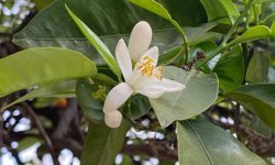 Antalya sokaklarında doğal parfüm: Kokusu huzur veriyor