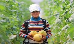 Serik’te mevsimin ilk kavunu hasat edildi! Kilosu 200 TL’den alıcı buluyor