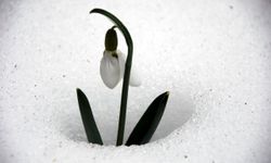 Toros kardeleni koruma altında