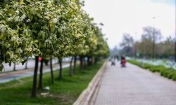 Antalya’yı turunç çiçeği kokusu sardı! Baharın en güzel habercisi şehri büyülüyor