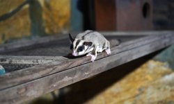 Kaçak ticaretin mağduru 33 uçan sincap koruma altına alındı