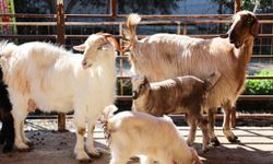 Büyükşehir’in ücretsiz parazit desteği verimi artırdı