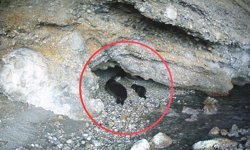 Akdeniz keşiş fokların yaşam alanlarına insan baskısı!