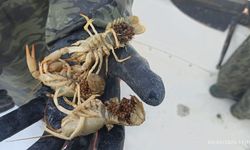 Isparta'da kaçak kerevit avcılığına geçit yok