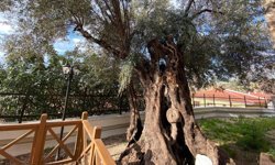 Antalya’da kazı çalışması tamamlandı: 650 yıllık zeytin ağacı göründü