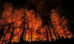 Geçen yıl 81 bin hektar orman kül oldu!