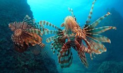 ‘Aslan balığı’ diğer balıkları açık büfe gibi yok ediyor