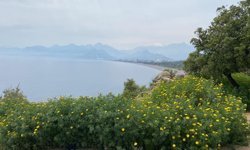 Antalya’nın falezlerine ot perdesi: Doğal gerdanlık otların arasında kayboldu!