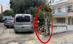 Belediyeden budama yardımı istediklerine pişman oldular! Zeytin ağacı kütüğe döndü