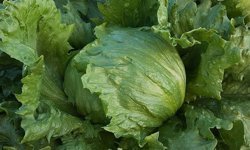 Antalya’da 7 TL’lik marul krize neden oldu! Bakanlık harekete geçti