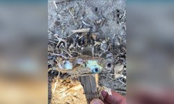 Antalya’da oltanın ucundaki ölümcül tehlike! Doğaya dahi bırakılmaması gerekiyor!