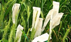 Antalya tarımında önemli adım!