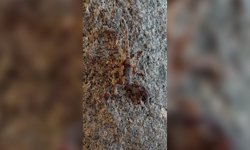 Antalya’nın kalbinde akrep alarmı!