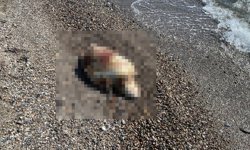 Gazipaşa sahillinde deniz kaplumbağası ölüsü bulundu