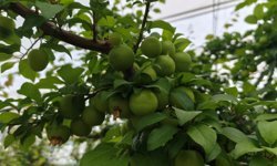 Aşerenlerin ağzını sulandıran 'erik' ucuzladı!