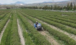 Gül üretiminde rekolte 13 bin tona çıkıyor