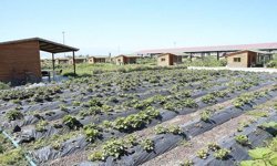 Antalya’da hobi bahçelerinin fiyatı 250 bin TL’ye kadar düştü!