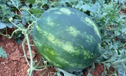 Antalya'da beklenen an: Karpuzlarda hasat vakti