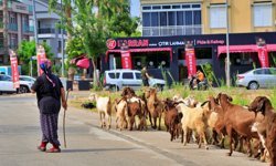 Konyaaltı Arapsuyu'nda şikayet sonrası keçiler beslenemez oldu: Çiftçi aile perişan