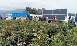 Kuraklığa dirençli keçiboynuzu: Alanya’da 5 bin fidan dağıtıldı