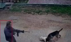 Kepez’de bir şahıs, pompalıyla köpek öldürdü!
