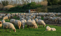 Kırsalda küçükbaş hayvan bereketi! Bakanlık destek için harekete geçti
