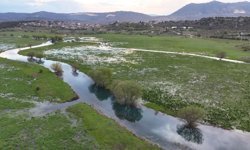 Konya'da bahar şöleni: Leyleklerin göç yolu yeşerdi
