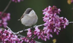 Antalya’da kuş göçü şöleni! 120'nin üzerinde kuş gözlemlendi