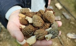 Kuzugöbeği mantarı ilk kez serada üretildi