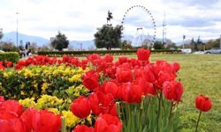 Antalya baharın gelişini lalelerle karşıladı