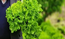 Antalya’da 7 TL’lik marul krize neden oldu! Bakanlık harekete geçti